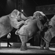 Illustration for article titled Why Freeing Elephant Performers Is Not Nearly Enough